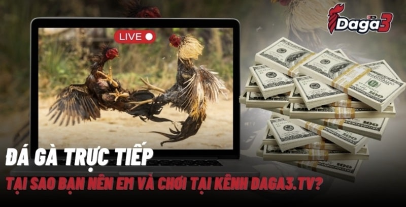 Giới thiệu về kênh đá gà trực tiếp thomo www.bvmkunststoftechniek.nl
