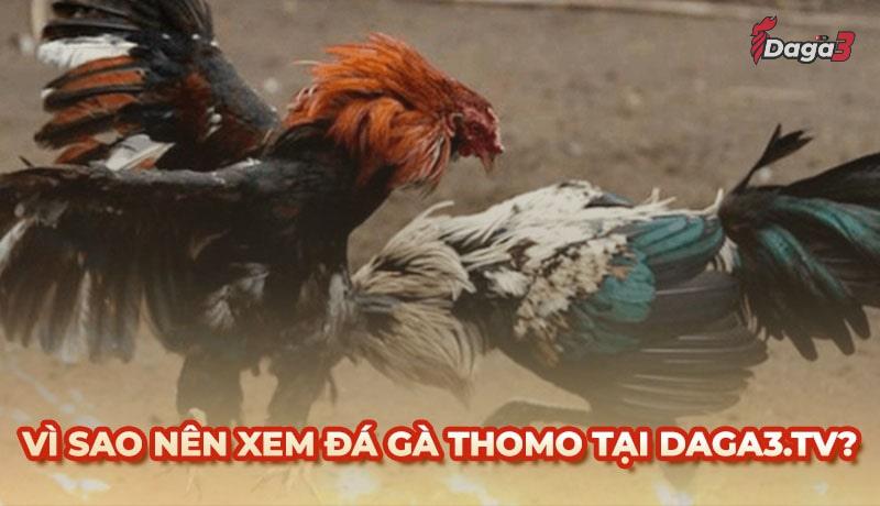 Vì sao nên chọn www.bvmkunststoftechniek.nl để xem đá gà trực tiếp thomo